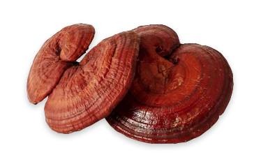 Ganoderma Lucidum (Reishi) mushroom — the key ingredient in Organo coffee